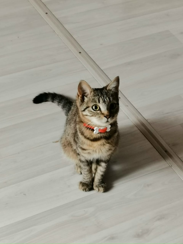 Отдам в добрые руки кошечку, пишите тел. 89003743352