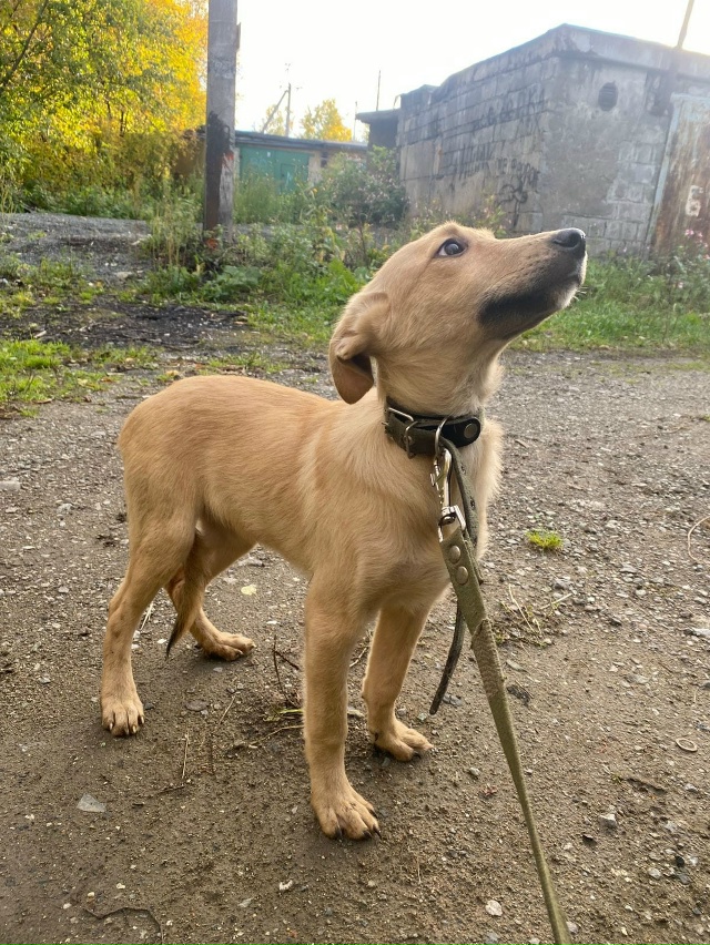 Прекрасный щенок Лея очень ждëт ответственных хозяев....