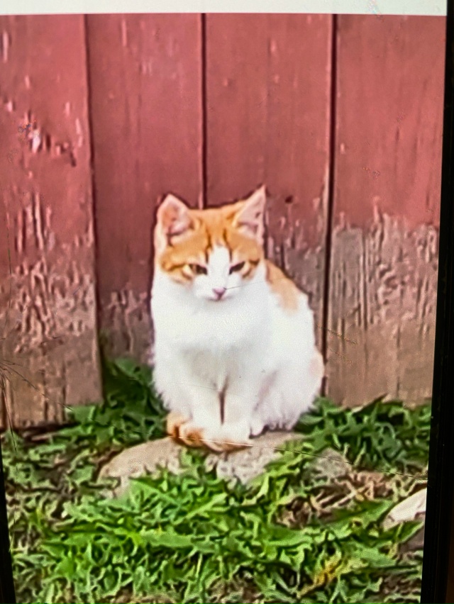 Пристраиваются бездомные котята от кошки -мышеловки . ?...