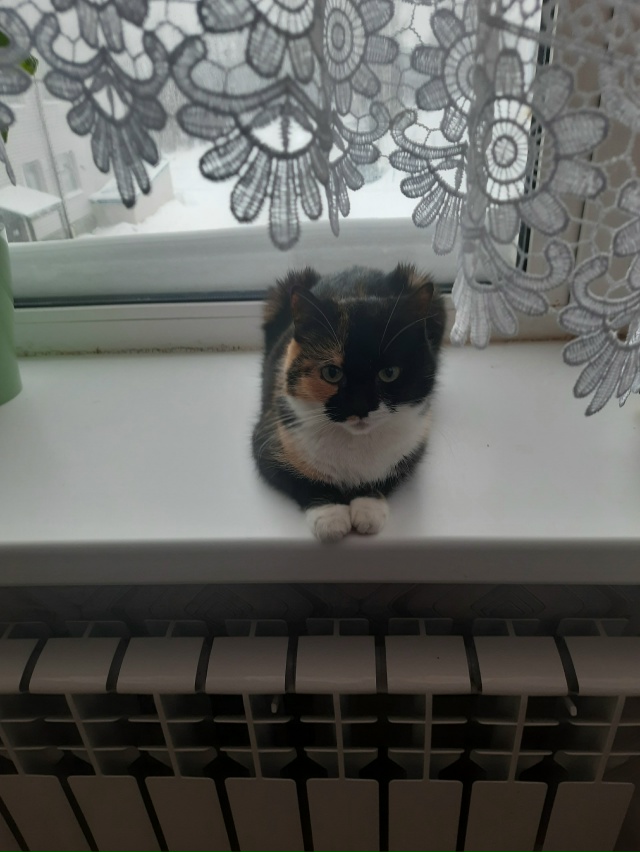 Потерялась кошечка в районе ж/ д больницы,
кто видел по?...