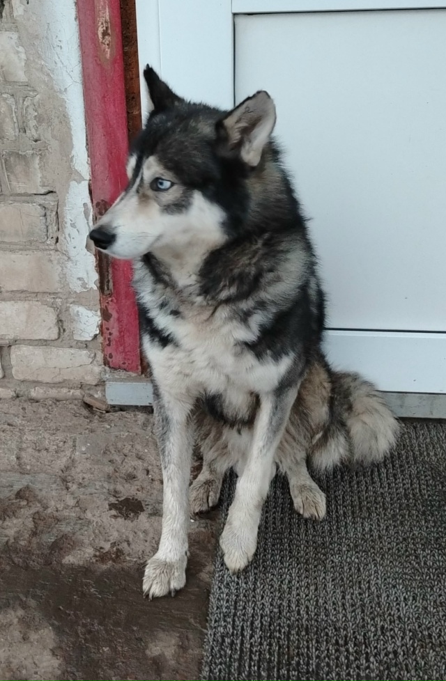 Доброе утро! Не убегал ни у кого? Сейчас находится в рай...