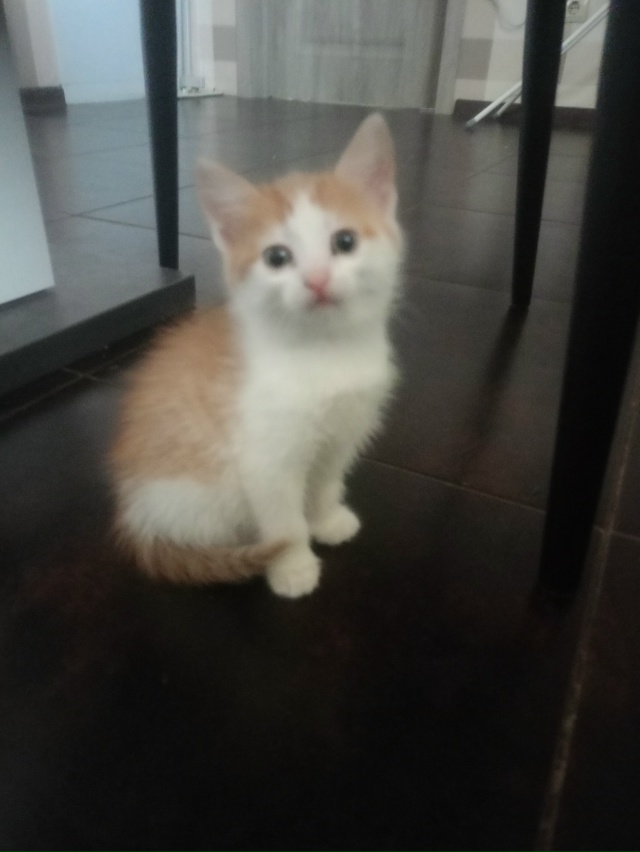 Котёнок 2 месяца, мальчик-кот, бодрый и здоровый, ест вс?...