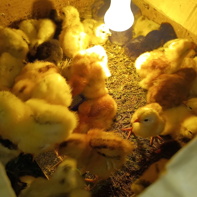 🐣 Цыплята-комочки радости! Брама и несушки ждут вас! ???...