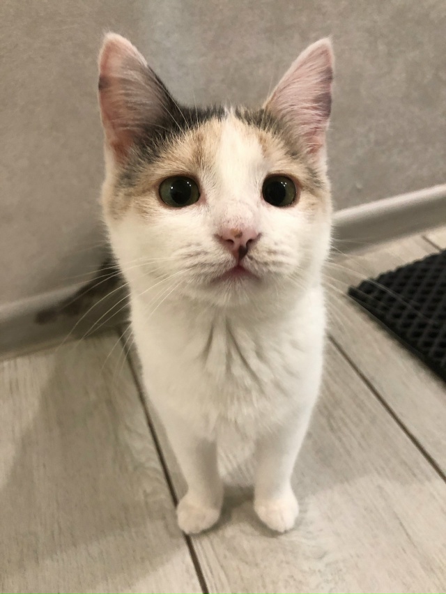 Отдам кошечку в добрые руки, активная, ласковая, игрива...