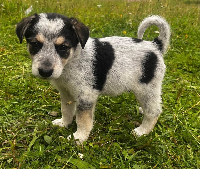Срочно! Ищем дом малышам 🐶
Буду очень признательна, е?...