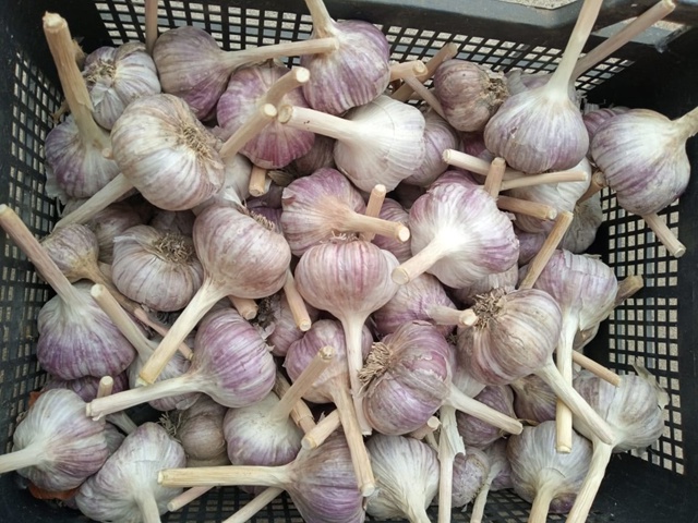 Продам чеснок. 300 руб/кг. Звонить 89068320591 Лена.