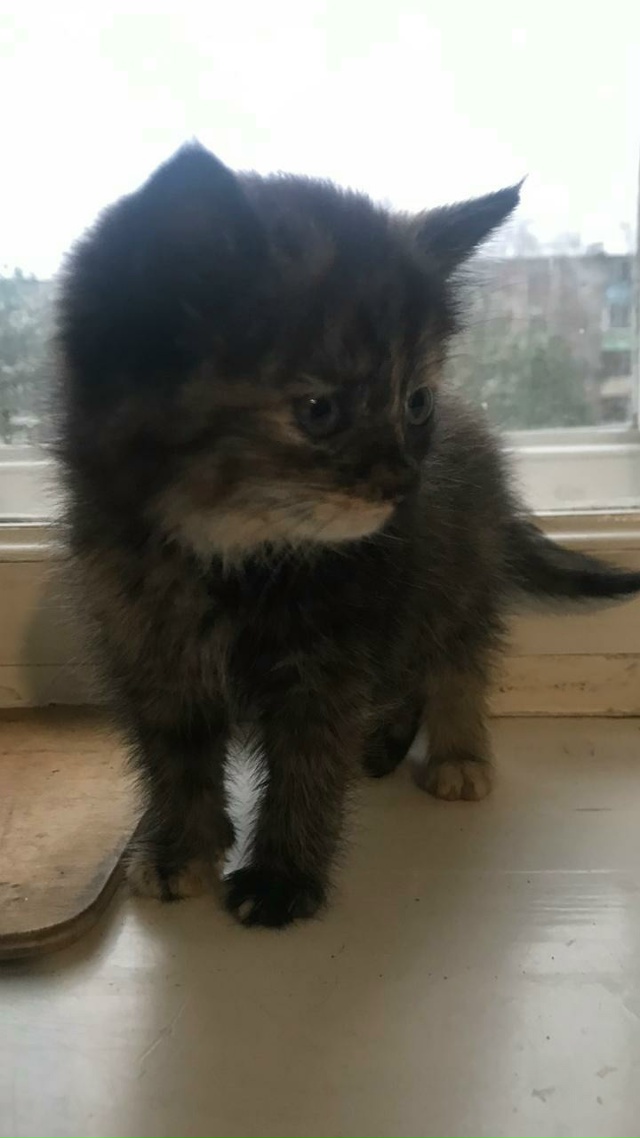 Котёнок ищет дом в Можайске.Её маму сбила машина.Она ос...