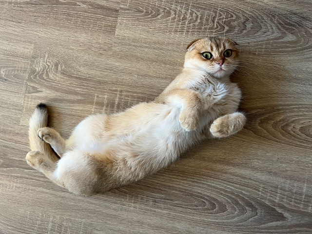 Пропала кошка
Ул Пролетарская, Зеленый переулок
На ош?...