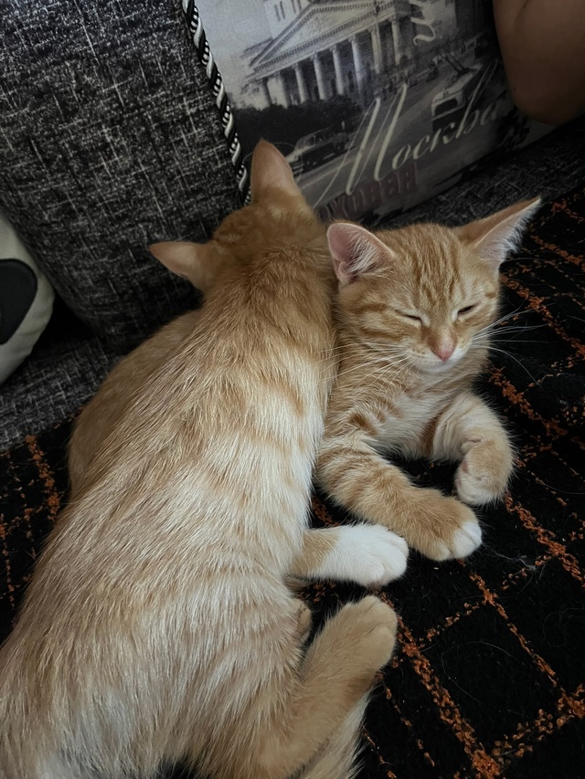 Отдам двух рыжих кошечек (можно по отдельности🙃), к ло?...