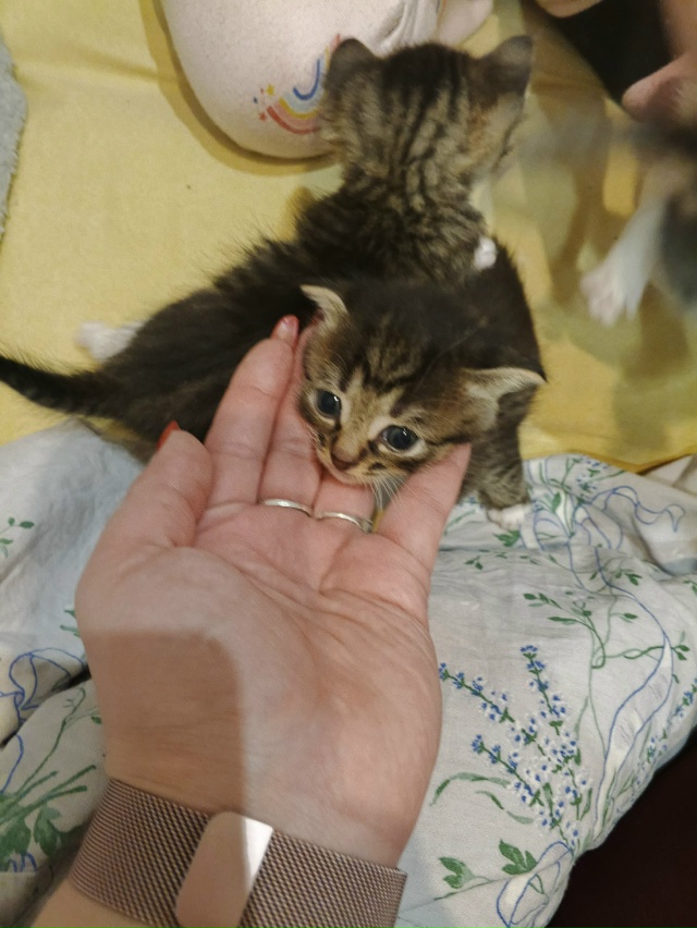 Здравствуйте!!! СРОЧНО!!!!!! Отдам котят в добрые руки. Пр?...