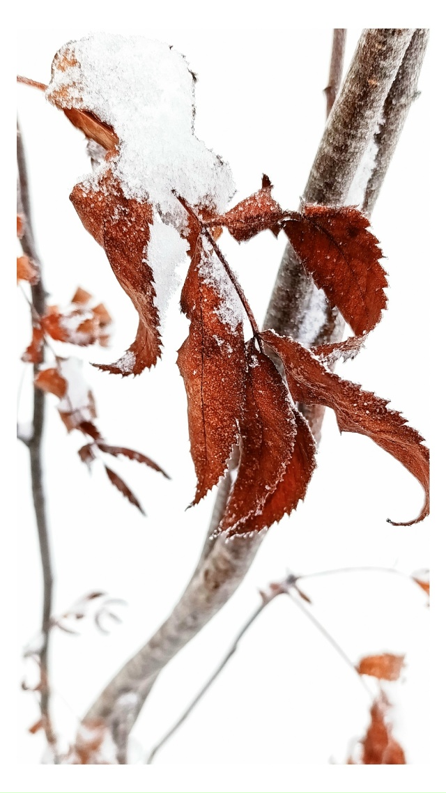 Ноябрь прощай.