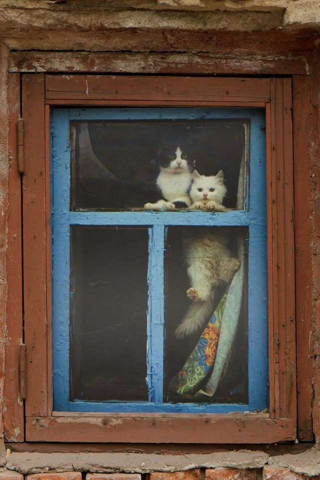 Присылаем своих пушистых
