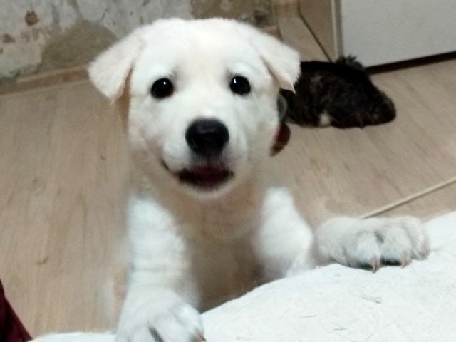 ✨ Щенки ищут дом! Идеальные компаньоны и охранники уже...