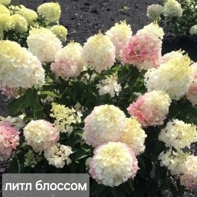 В наличии🌸
Фото саженцев по запросу🌸