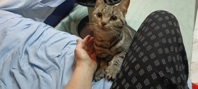 Кто потерял кота, советская 15!!!
Страшно такого кота ост...