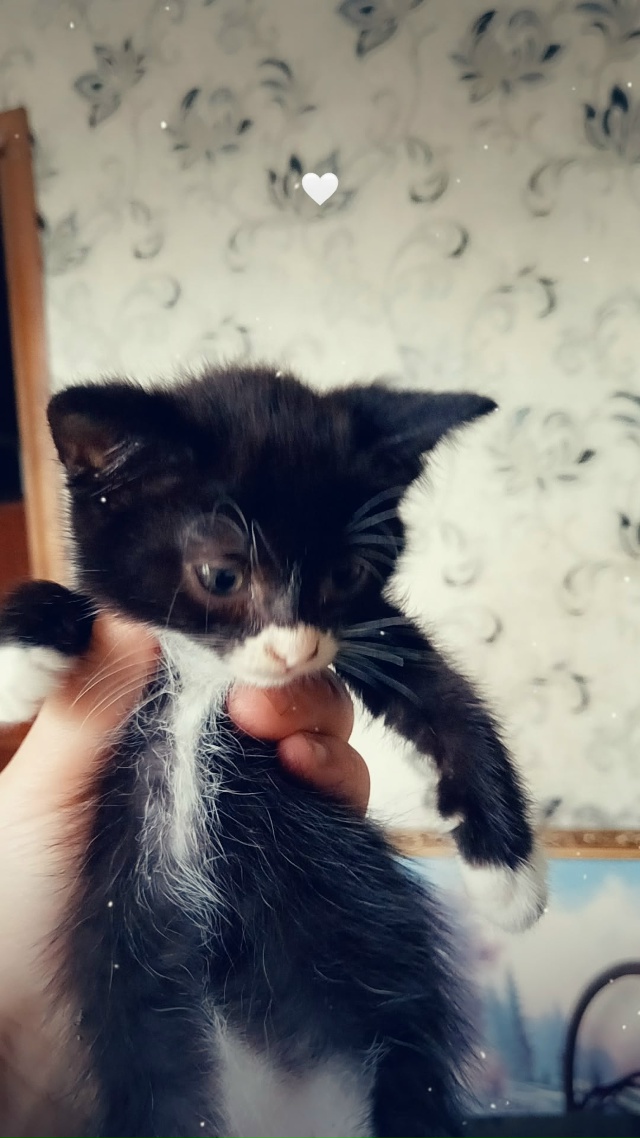 Отдам котят в добрые руки ❤️