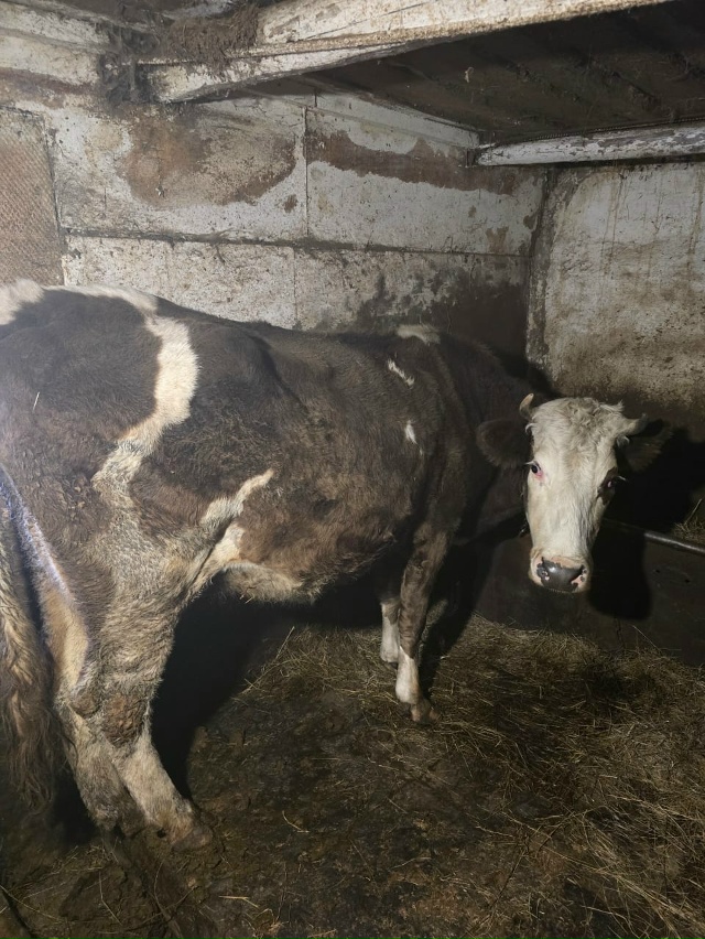 Продается корова(стельная 3 теленком) отел в феврале
Д?...