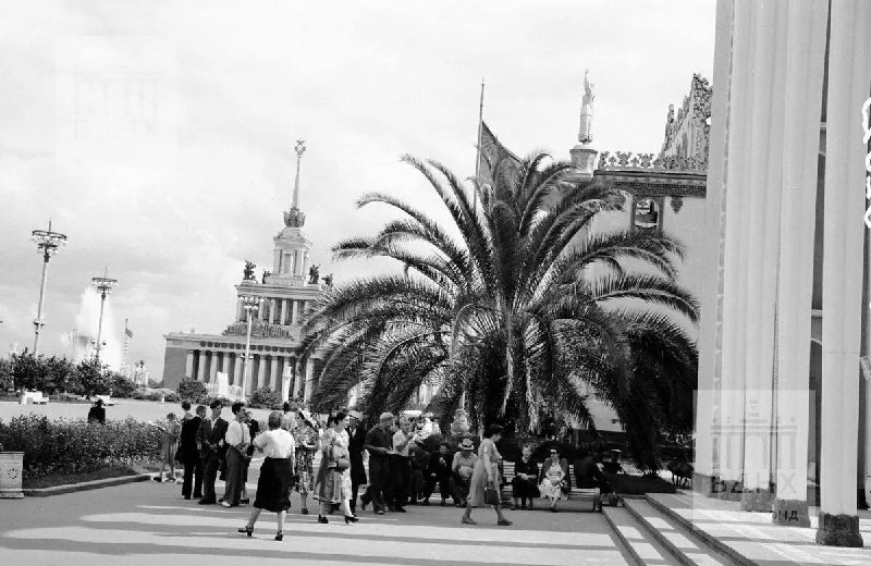 🌴 Пальмы вернулись на ВДНХ спустя почти 90 лет
Этим летом там высадили 10 финиковых пальм — дань и