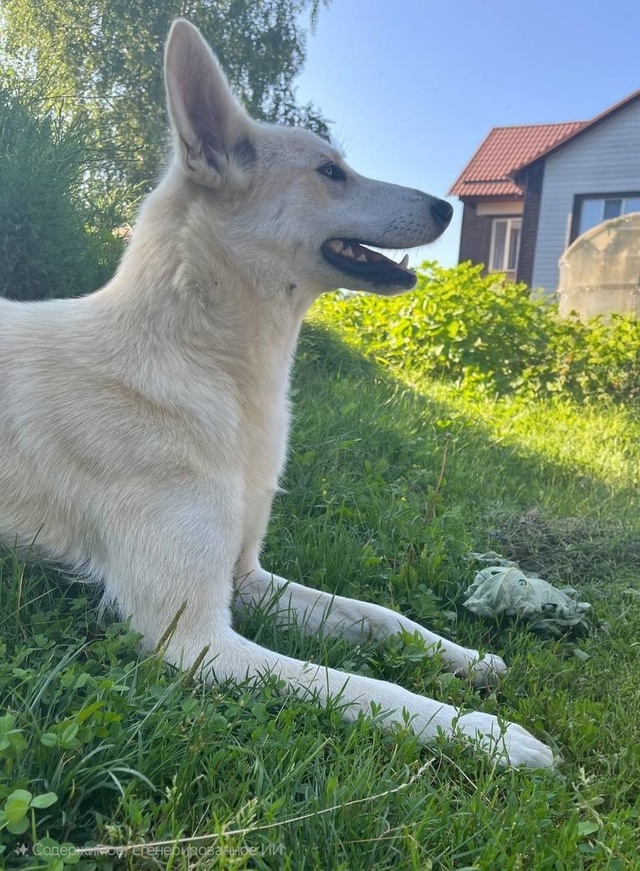 🐾 Срочно ищем дом для этой девочки!
Недавно мы писали ...