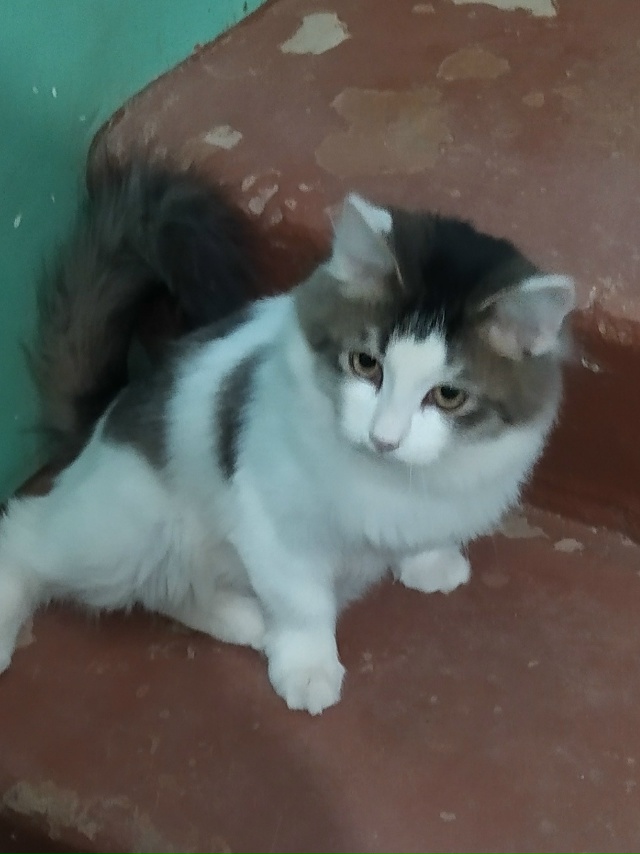 Чей котик-потеряшка? Ночевал в подъезде на Павлова 38. З?...