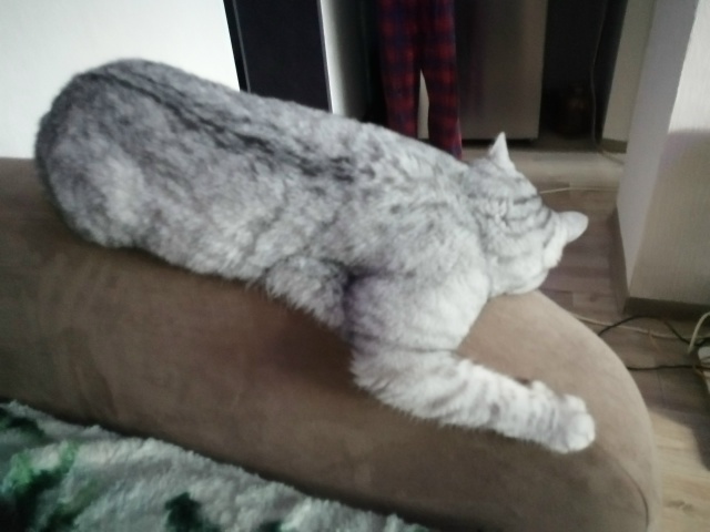 Потерялся кот Борис. Ориентировочно в районе улиц Гого...