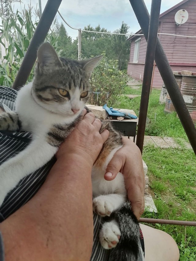 Этот котик 3й день приходит на 8 Марта 11. Рвётся в дом. С ?...
