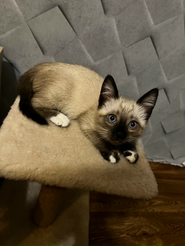 Доброе утро, пропал котенок в районе лк 29 (чуть старше ?...