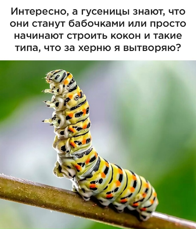 Про бабочек.