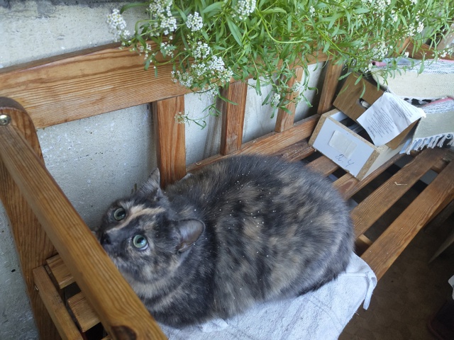 Сайленс, Сало, Сальчичон, #салокрасоты
Главный цветоче?...