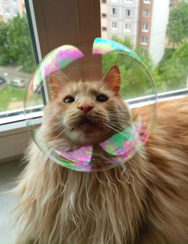 Зырь в пузырь😂