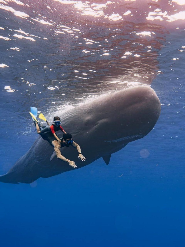 Тимати, Ратмир, Валентина и гигантские киты — невероят...