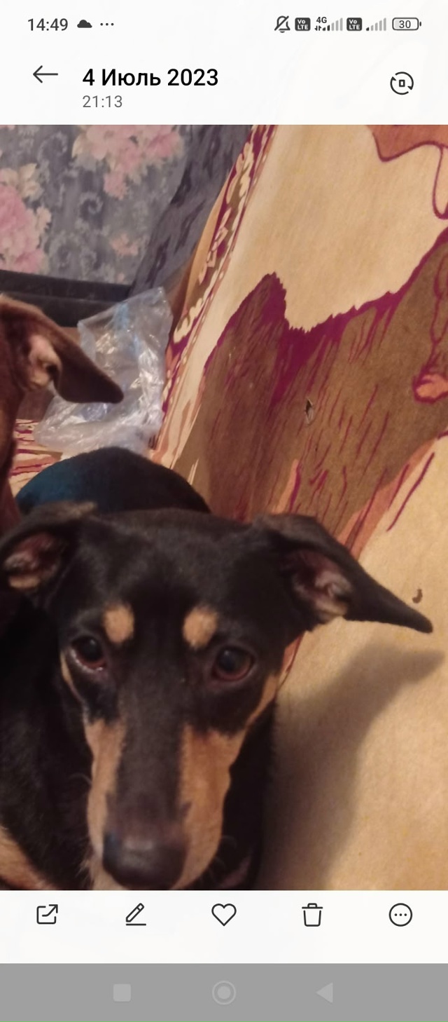 Пропала собака, в районе таможня, цоф, кто видел напиши?...