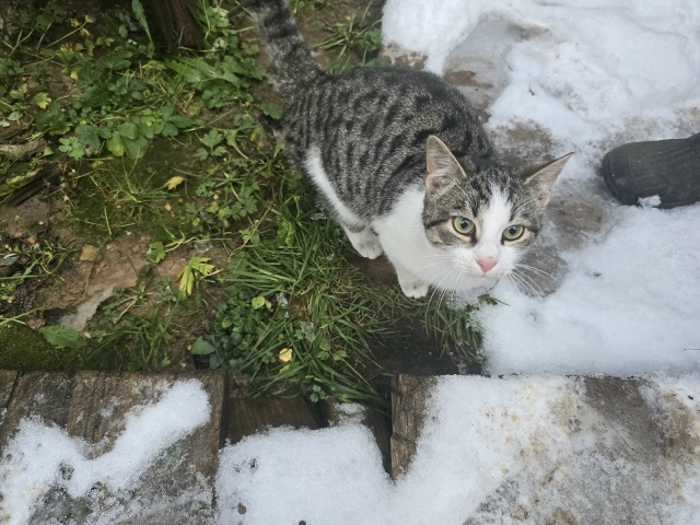 Прибилась кошка, ласковая, скорее всего беременная. Те?...