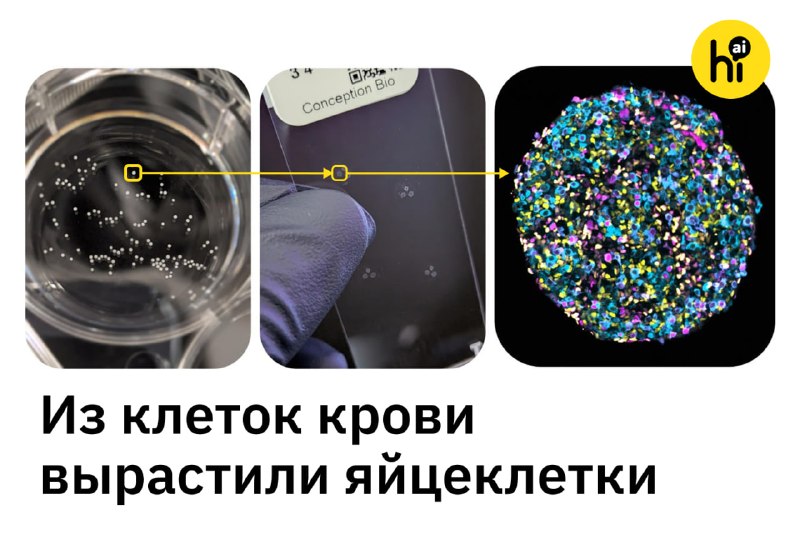💡 Человеческие яйцеклетки вырастили из клеток крови
Биотехнологический стартап Conception заявил, ч