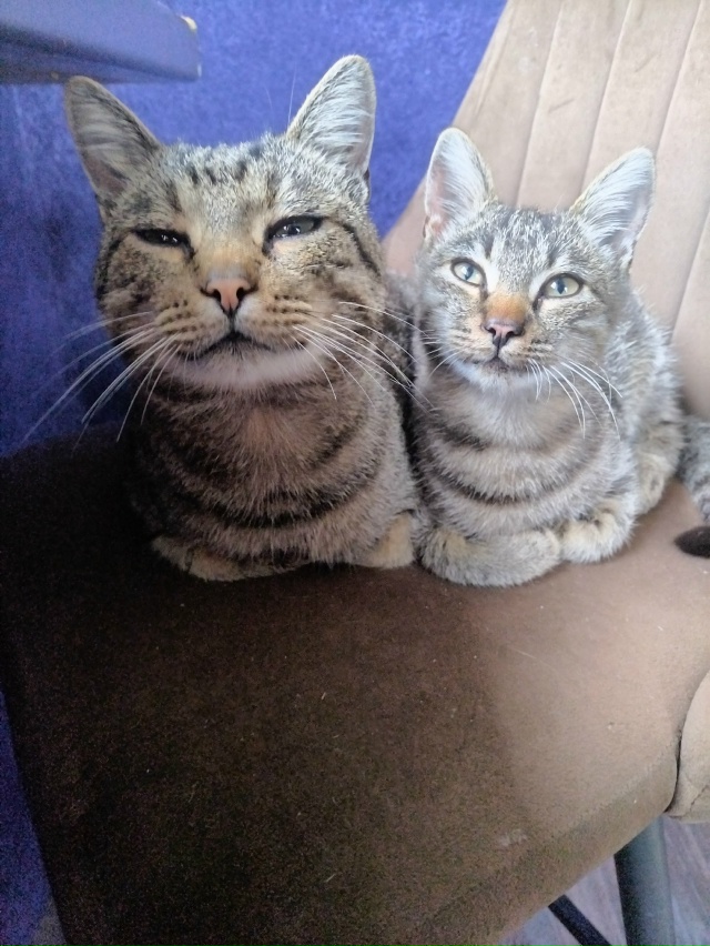 Это мои коты - Шиш и Мурмелад
Не путёвая мать Брысь рано...