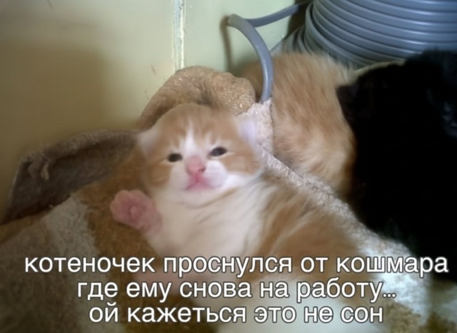 Вот и утречко