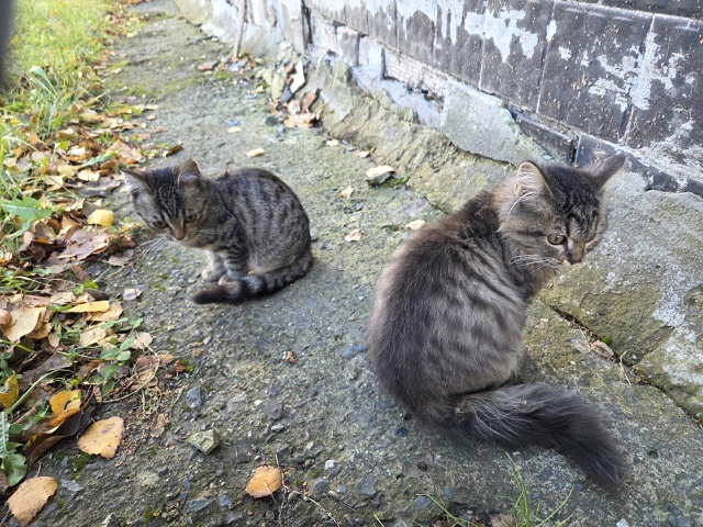 Свердлова 114, очень хорошие ребята, живут в подвале Оче?...