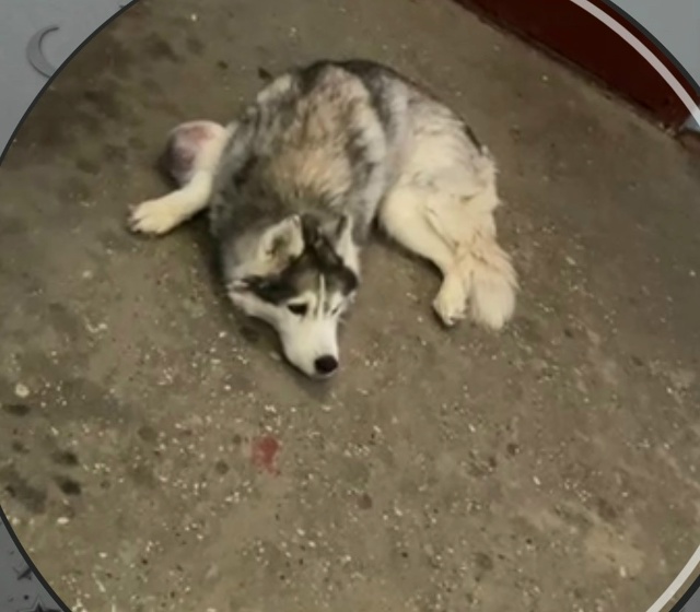 Воркутинская 39, 5 подъезд. Собака без ошейника, истощен?...