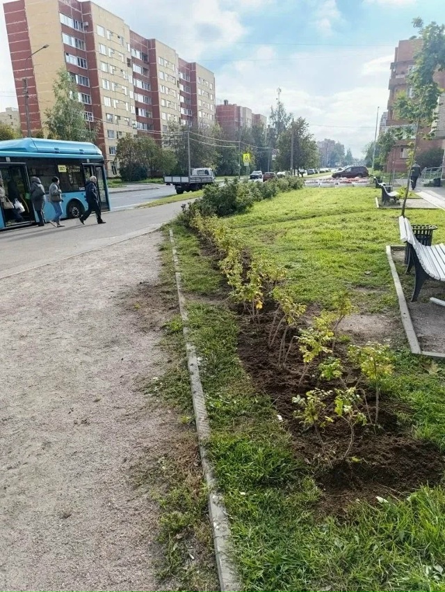Осенние посадки в Петергофе
В период осеннего месячни...