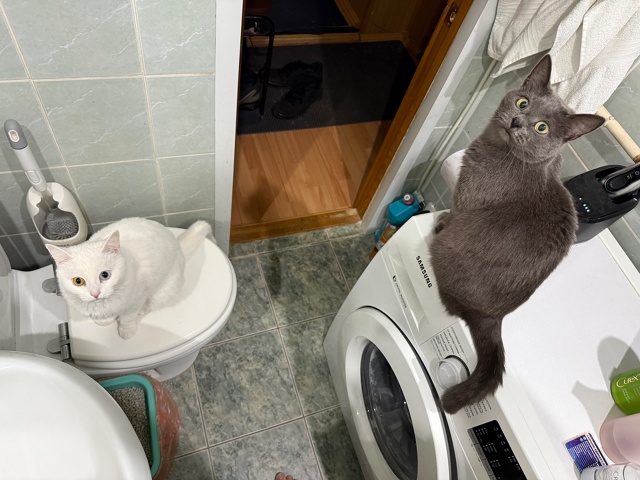 Бляцки окружили, но не сломили
#КотМихаил
#КошкаСветла...