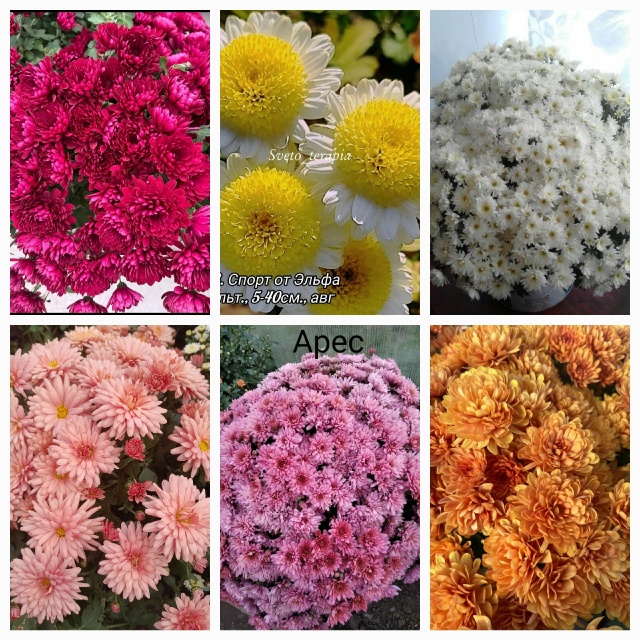 Предлагаю выращенные с любовью садовые вегетативные ц...