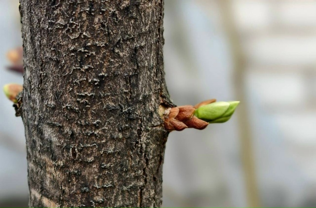 На деревьях распустились почки.
Шёл 184-й день лета...