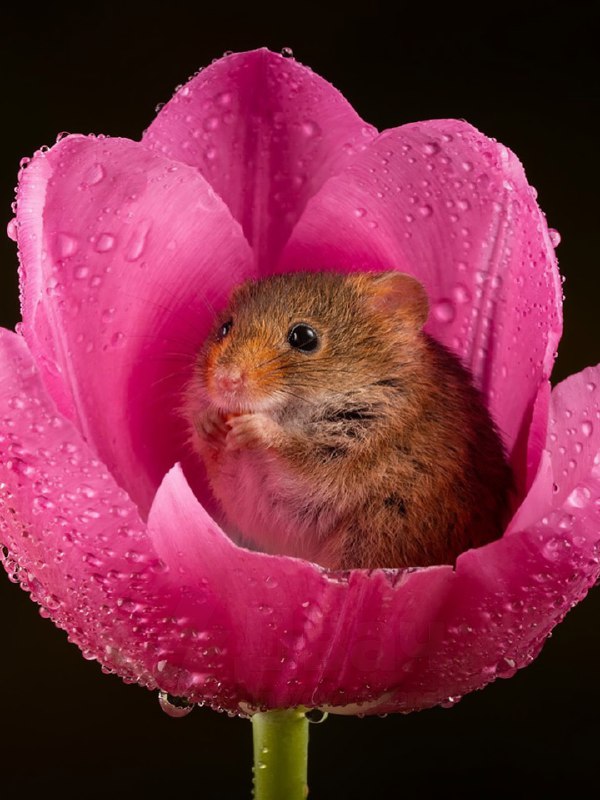 Милота дня: вкатываемся в РАБочую неделю с идеальным антистрессом.
На фото — мыши-малютки, которые