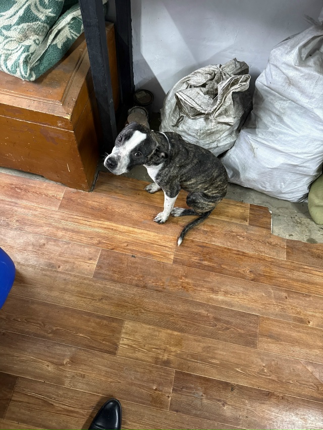 Собачка девочка бегает в районе улицы Докучаева
Ласко?...