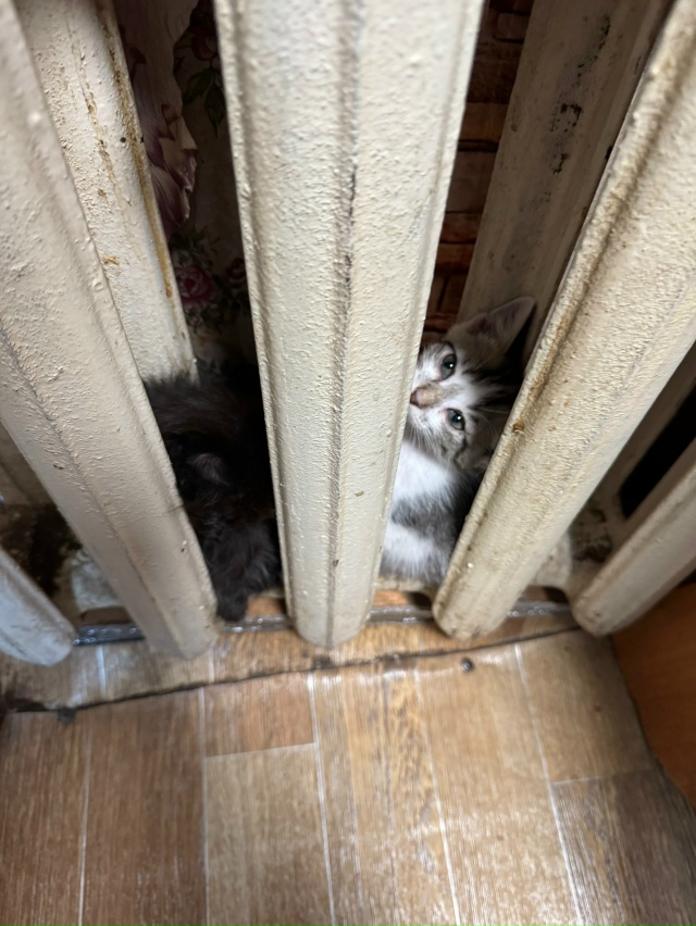 ❗Отдам котят в добрые руки❗
Ищу заботливых хозяев дл...