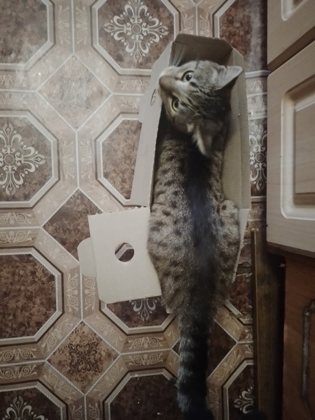🙏🐱Доброго времени суток! потерялся кот в деревне Под...