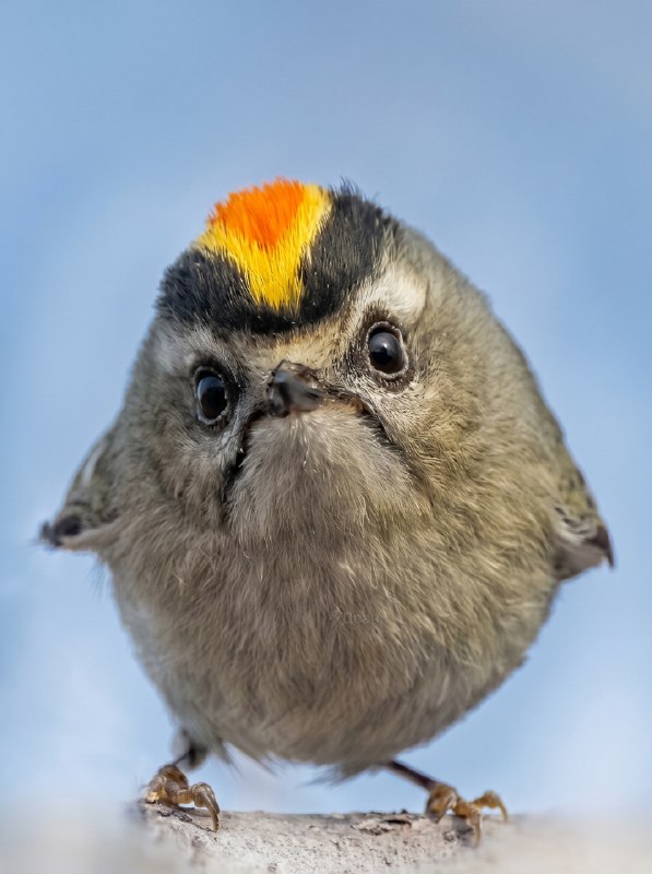 Желтоголовый королёк выглядит прямо как ты под конец рабочей недели: это одна из самых мелких птиц в