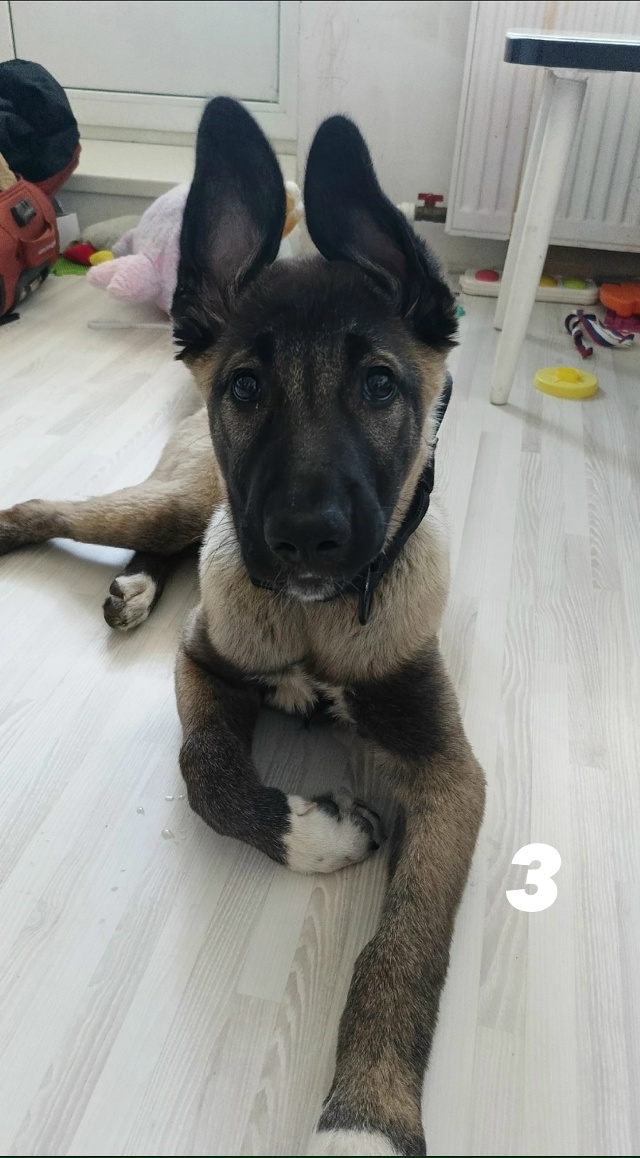 Потеряшки/находки:
1) Чья потеряшка? 89212975503 для связи.
(ф...