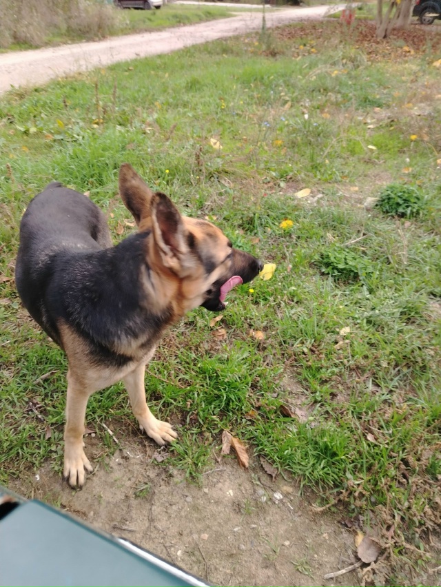 В добрые руки
Овчарка, 1,5 года
89693053806