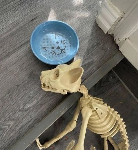 Сколько его не кормили?